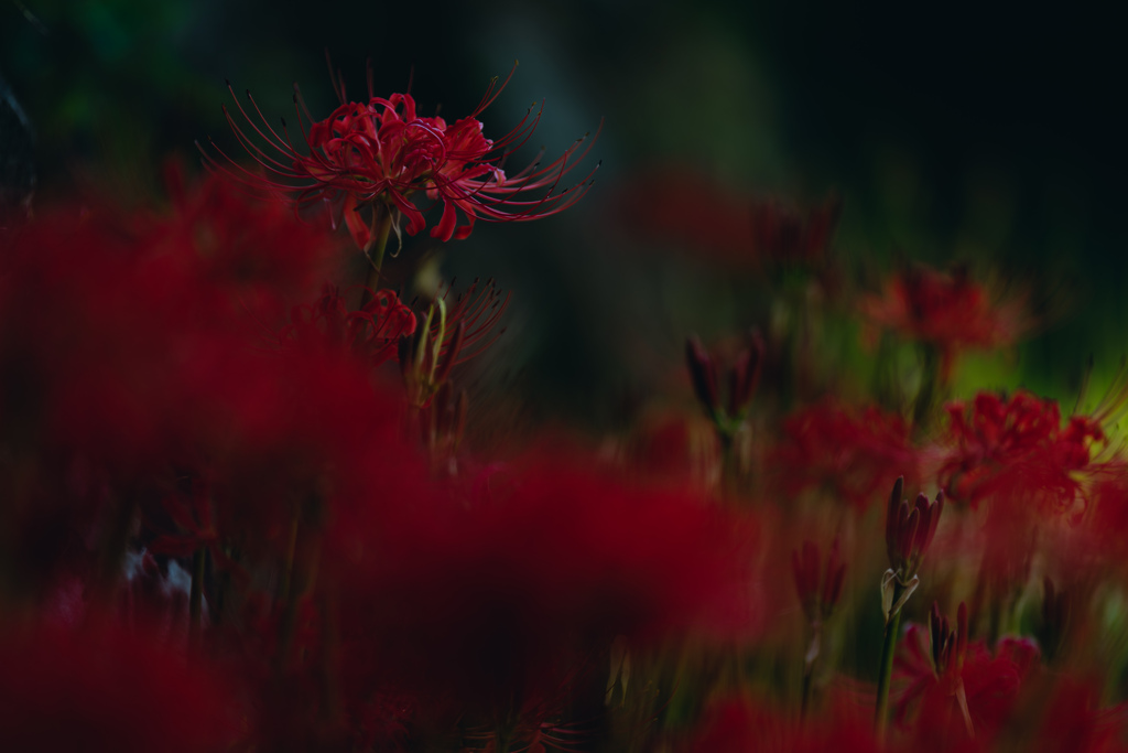 彼岸花。
