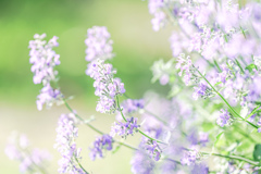 花。