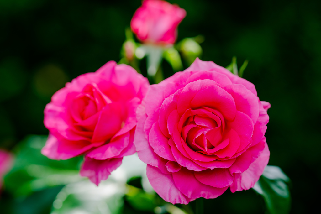 薔薇。