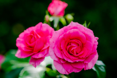 薔薇。