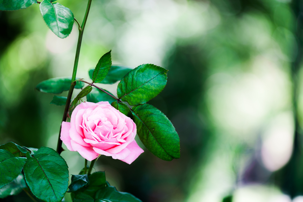 薔薇。