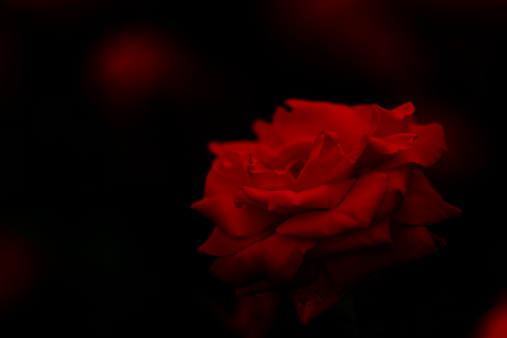 薔薇。