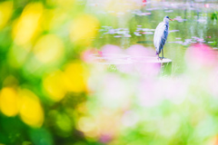 鳥。