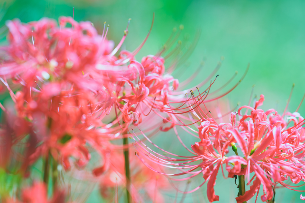 彼岸花。