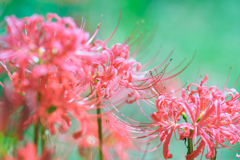 彼岸花。
