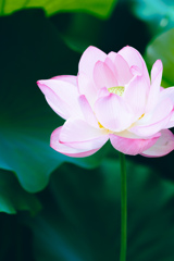 蓮。