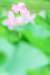 蓮。