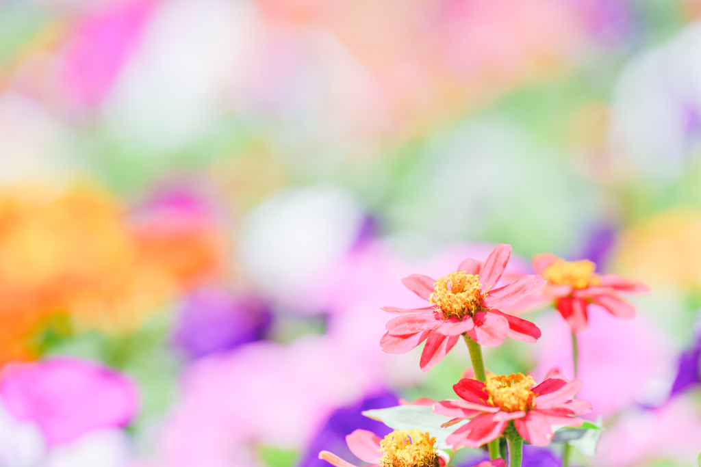 花。