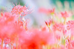 彼岸花。