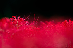 彼岸花。