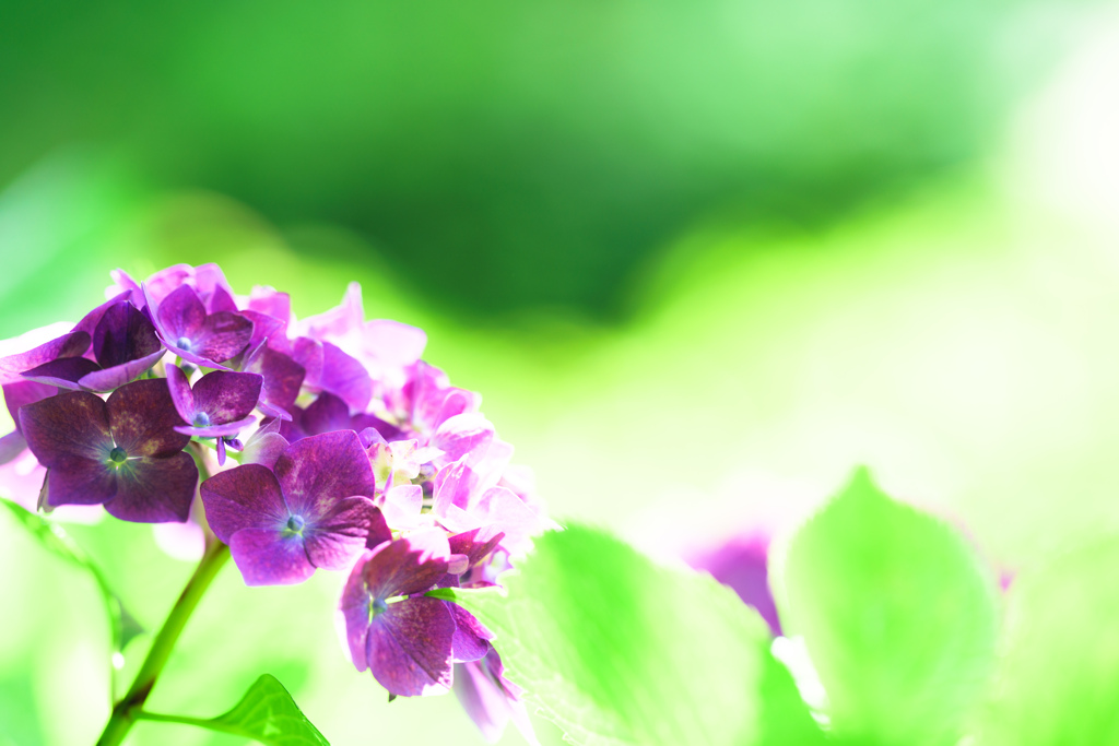 紫陽花。