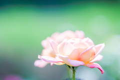 薔薇。