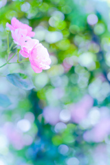 薔薇？