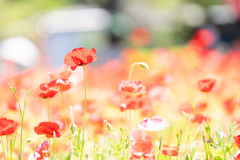 公園お写んぽ。