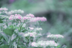 紫陽花。