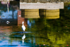 鳥。