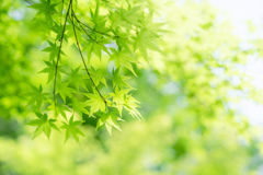 新緑。
