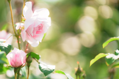 薔薇。