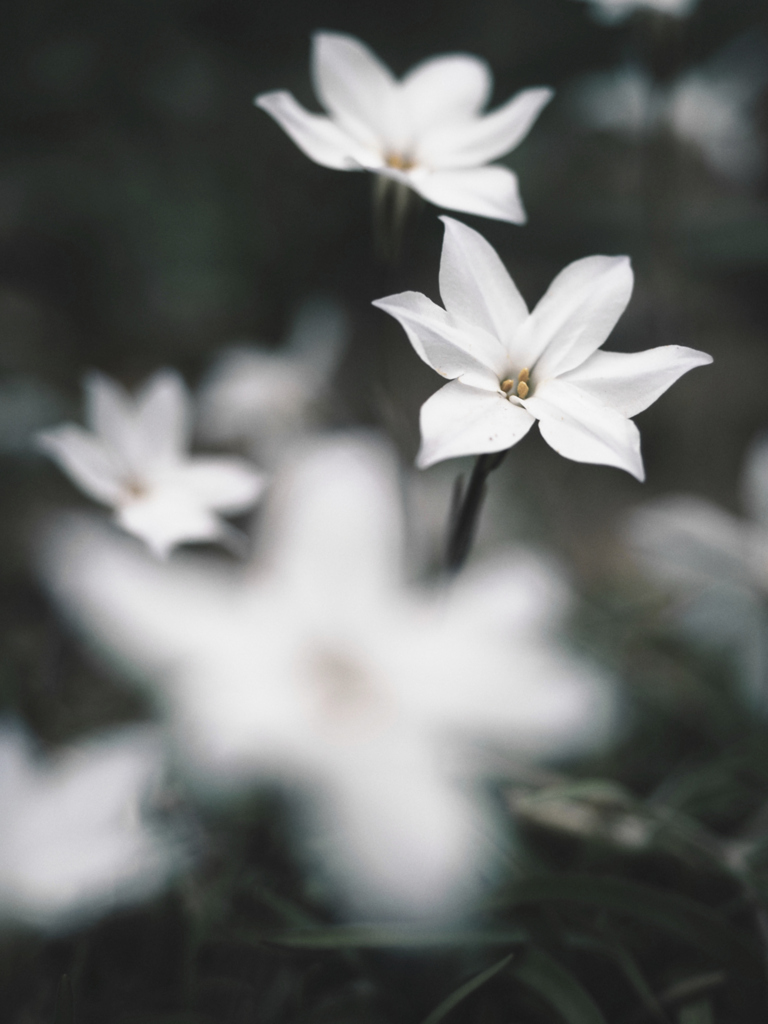 綺麗な花びら