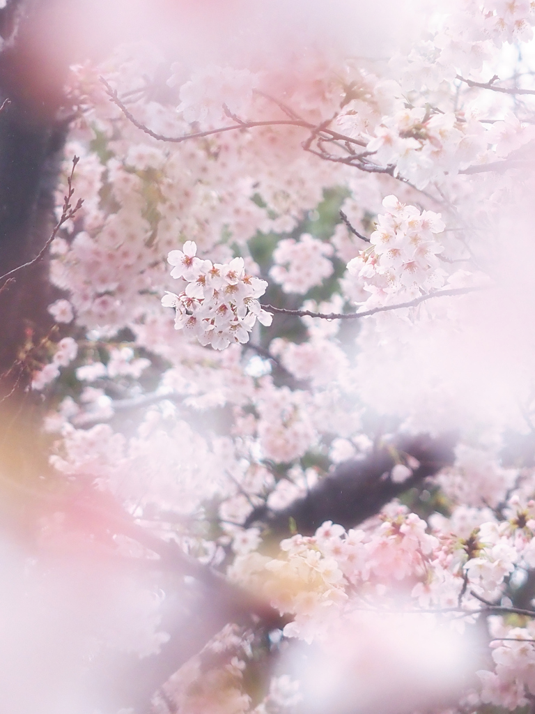 桜がサクラに包まれて