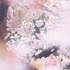 桜がサクラに包まれて