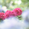 マットな紫陽花