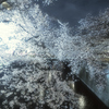 目黒川の桜