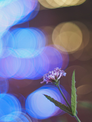 玉ボケと花