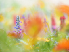 お花畑の里山ガーデン