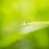 一滴の水