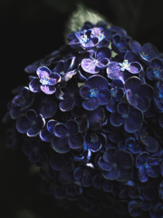 光と影のおたふく紫陽花