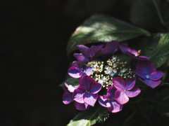 大人カラーの紫陽花