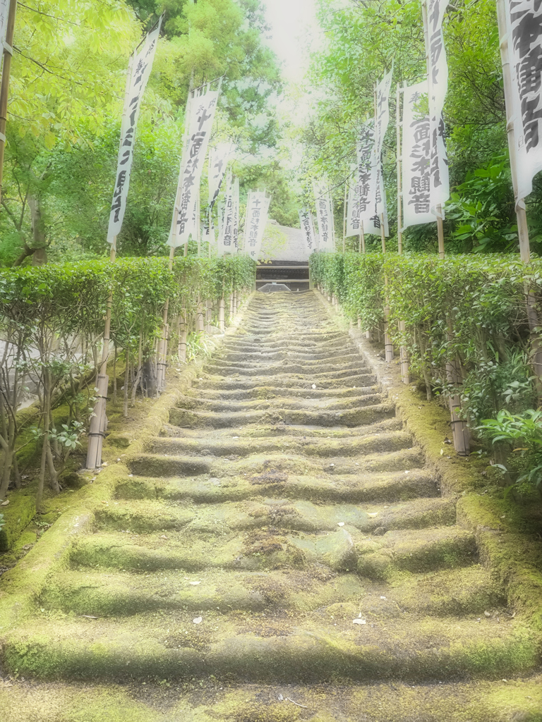 杉本寺の苔階段