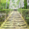 杉本寺の苔階段