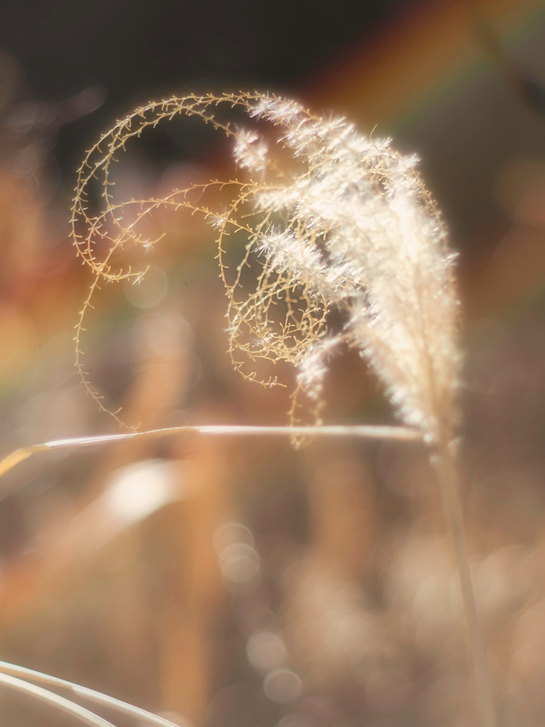 オールドレンズで虹を