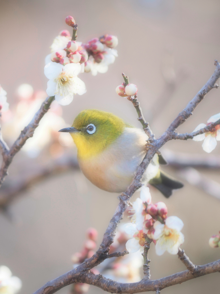 近づく春