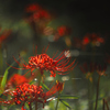 そろそろ曼珠沙華