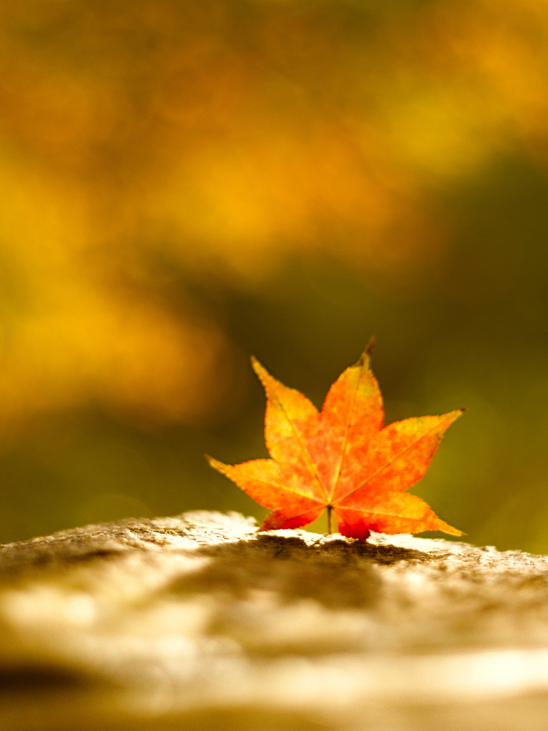 紅葉で感じる光と影