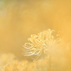 黄色い曼珠沙華
