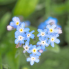 forget me not