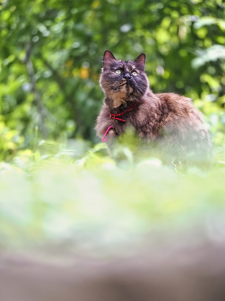 空を見上げる猫