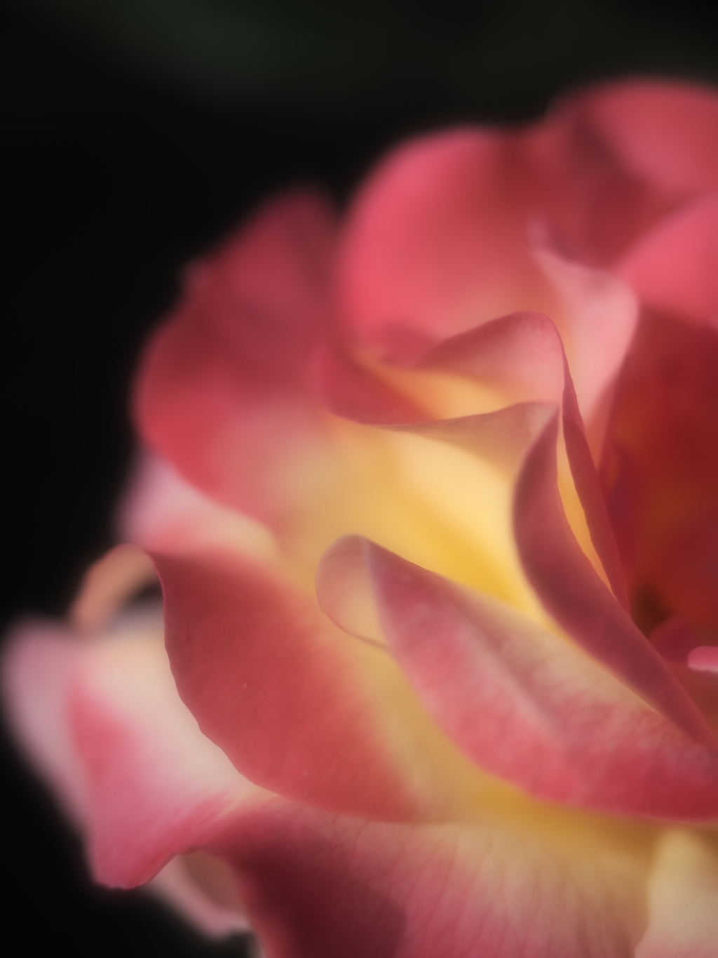 薔薇の曲線