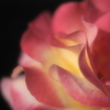 薔薇の曲線