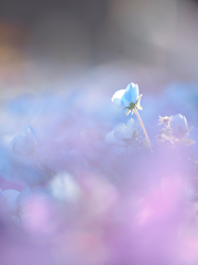 ブルーのお花