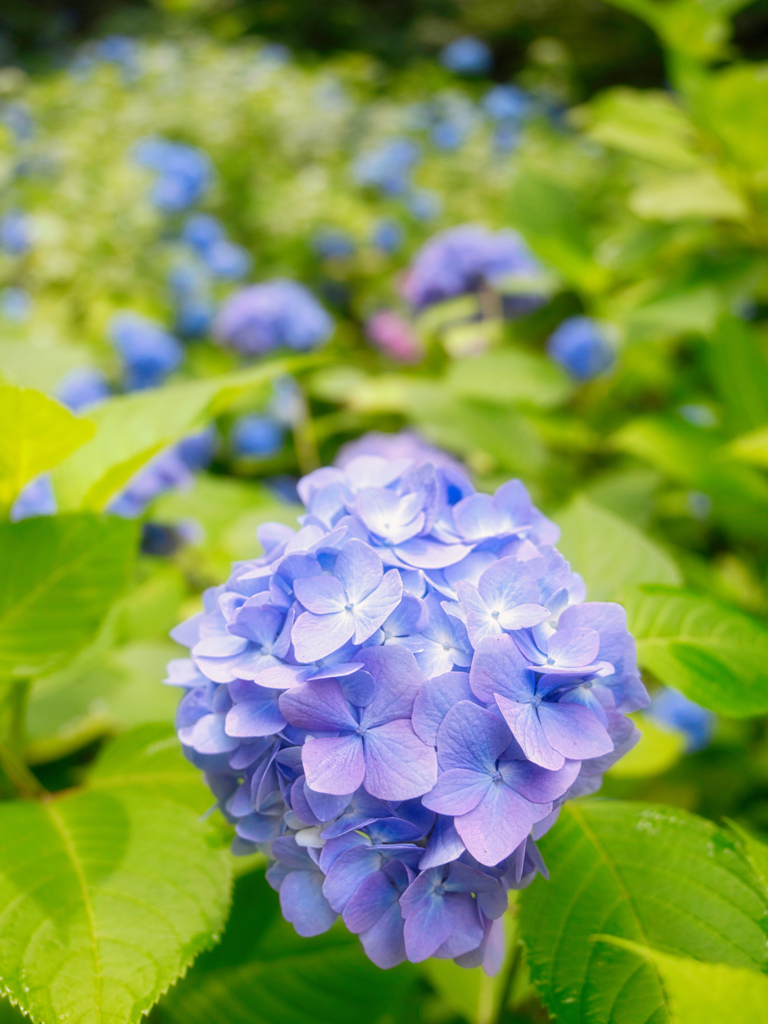 鎌倉・明月院にて