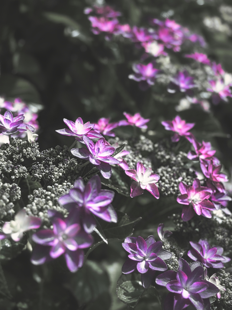 白黒紫の紫陽花