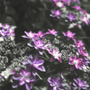 白黒紫の紫陽花