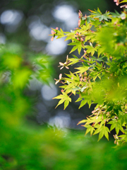 色変化を楽しむ青紅葉