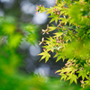 色変化を楽しむ青紅葉