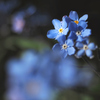 Forget me not